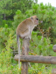 Mauritius macaque monkey in its natural habitat at Trou aux Cerfs Curepipe Mauritius 