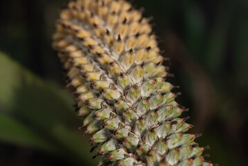 Mini flower, beautiful mini flower seen by macro lens in detail, selective focus.
