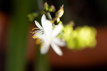 Fototapeta premium Mini flower, beautiful mini flower seen by macro lens in detail, selective focus.