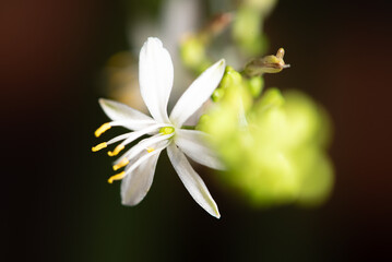Mini flower, beautiful mini flower seen by macro lens in detail, selective focus.