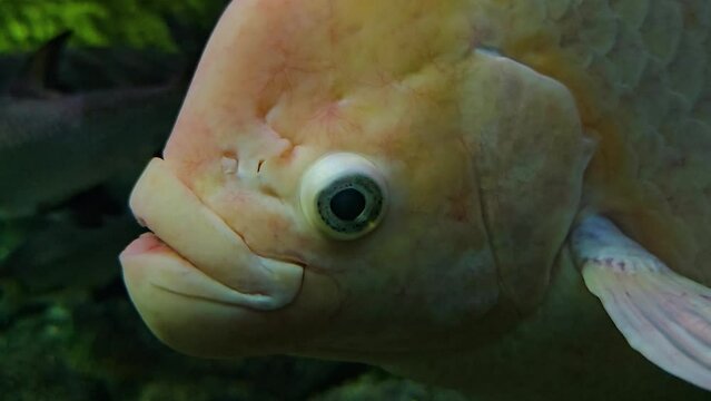  Close view of an Elephant Ear Gourami fish head, eye and lips
