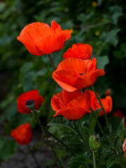 Close-up of red poppy flowers on field