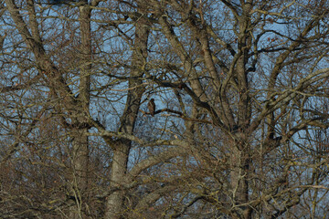 Buteo buteo-Common buzzar-/Buse variable-IUCN=LC-B030_047_016