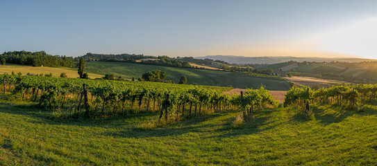 Late summer sunbeams on vineyards in the southwest of Bologna: Protected Geographical Indication...