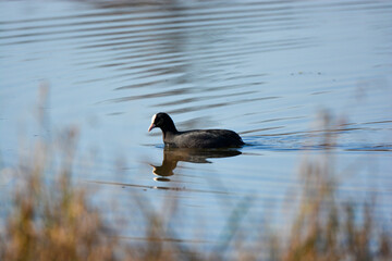 Fulica atra-Eurasian coot-Foulque macroule