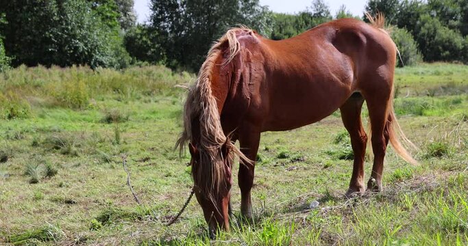 a domestic horse grazing in the summer, grazing a horse in a clearing with green grass near the forest