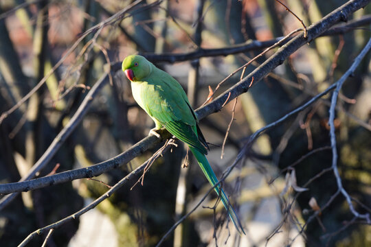 Psittacula krameri-Rose-ringed parakeet-Perruche &agrave; collier