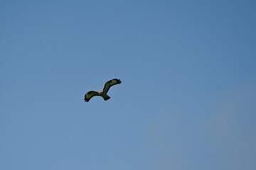 Buteo buteo-Common buzzar-/Buse variable-IUCN=LC-B030_047_016