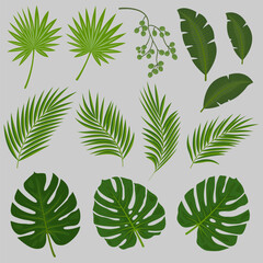 Set of palm tree leaves, tropical plants. 