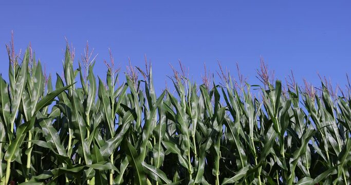 green corn field in summer, fields with corn harvest for sale