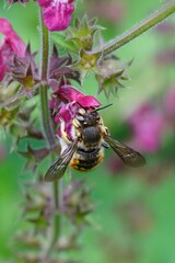 Closeup of a male European wool carder bee , Anthidium manicatum, sipping nectar from hedge woundwort, Stachys sylvatica