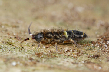 Close-up shot of the common belted springtail Orchesella cincta on wood in the garden