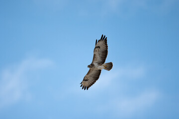 Buteo buteo-Common buzzar-/Buse variable-IUCN=LC-B030_047_016