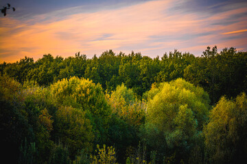 Lush yellow-green trees in the forest, against a backdrop of blue sky with orange clouds illuminated by the sun