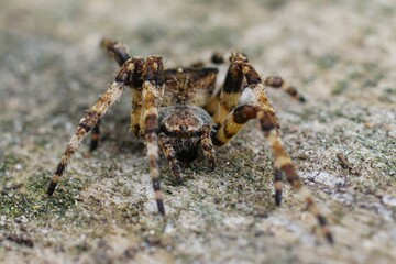 Closeup shot of a rarely seen orb-weaving spider, araneus angulatus sitting on wood