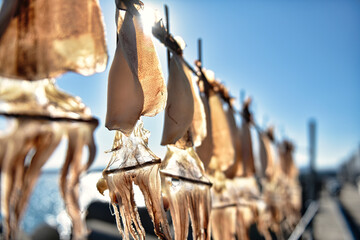 Dry dried squid with blue sky - obrazy, fototapety, plakaty