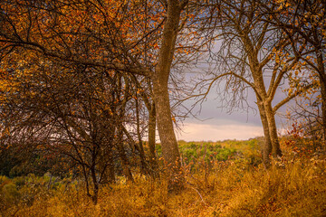 Fototapeta na wymiar Mysterious orange forest on a hill, with fallen orange leaves and glimpses of dry grass, under a gray cloudy sky