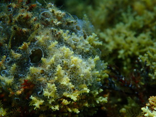 Encrusting colonial ascidian form or tunicate Diplosoma spongiforme close-up undersea, Aegean Sea, Greece, Halkidiki