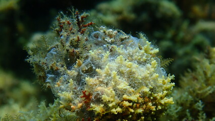 Naklejka na ściany i meble Encrusting colonial ascidian form or tunicate Diplosoma spongiforme close-up undersea, Aegean Sea, Greece, Halkidiki