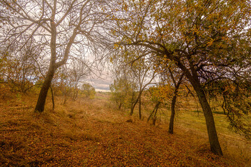 Mysterious orange forest on a hill, with fallen orange leaves and glimpses of dry grass, under a gray cloudy sky and soft lighting