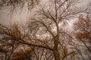 Gloomy bare tree against a background of gray cloudy sky, surrounded by similar trees.