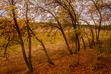 Curved thin trees leaning to the left in the mysterious autumn forest on a hill, with fallen orange leaves and glimpses of dry grass, under a gray cloudy sky.