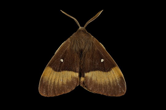 Oak eggar moth, male