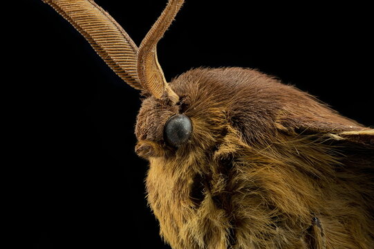 Oak eggar moth, male