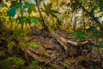 Autumn Woods Aglow: A Cozy Yellow Sunset Palette