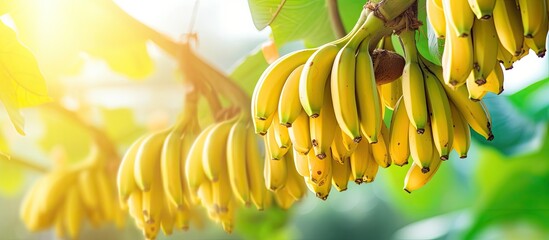 Large scale cultivation of bananas for global export with clusters of ripe yellowing fruits on plantations With copyspace for text
