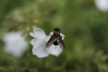 Fly on white goose flower