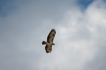 Fototapeta premium Buteo buteo-Common buzzar-/Buse variable-IUCN=LC-B030_047_016