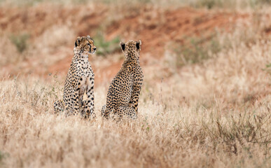 cheetah  in the vast wilderness of Africa © Herbert