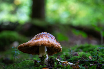 Champignon brun au ras du sol sur un lit de mousse