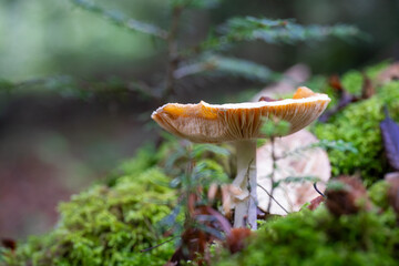 Champignon blanc au ras du sol sur un lit de mousse