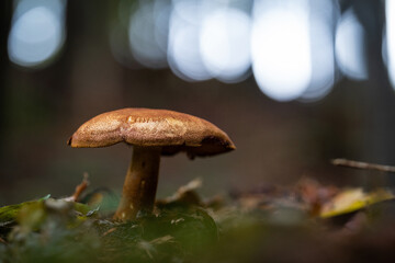 Champignon brun au raz du sol dans un sous-bois en automne