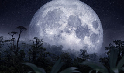 Fototapeta na wymiar Full moon over the rainforest