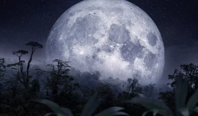 Crédence de cuisine en verre imprimé Pleine Lune arbre Full moon over the rainforest