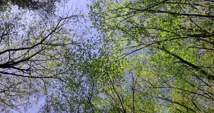 trees in the forest in the spring season, the first foliage on trees in the spring season in the park