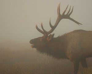 Misty Morning Magic Rocky Mountain Elk Bull Clearfield County PA