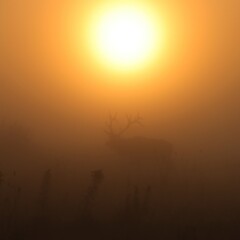 Morning Magic in the Mist Rocky Mountain Elk Bull Silhouette 