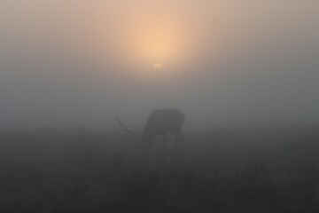 Misty Morning Magic Rocky Mountain Elk Bull Clearfield County PA