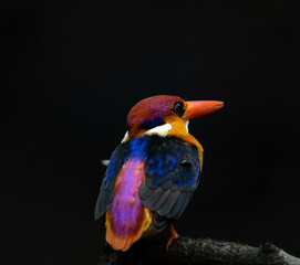 Oriental Dwarf Kingfisher are one of the most colorful birds found in the foothills of western ghat ranges India
