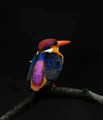Oriental Dwarf Kingfisher are one of the most colorful birds found in the foothills of western ghat ranges India