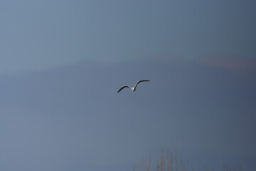 Larus ridibundus-Black-headed Gull-Mouette rieuse-IUCN=LC-B062_003_034