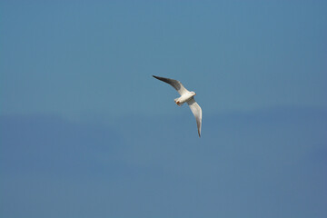 Larus ridibundus-Black-headed Gull-Mouette rieuse-IUCN=LC-B062_003_034