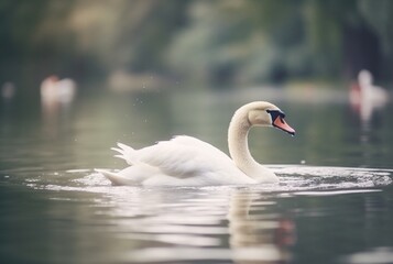 white swan swimming over river with blurred background. generative ai