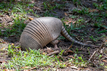 Armadillo on Cumberland Island, Georgia.