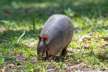 Armadillo on Cumberland Island, Georgia.
