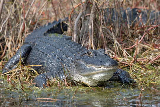 A large American alligator in a Florida swamp.